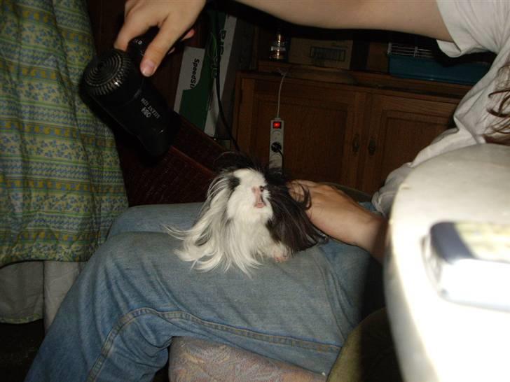 Marsvin Susuki  - Der snuses efter den mærkeligt larmende tingest der blæser luft på én billede 4