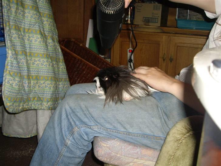 Marsvin Susuki  - Susu blev vasket, og skulle selfølgelig tørres grundet den lange pels billede 5