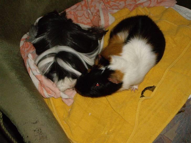 Marsvin Susuki  - Susu hygger sig med Laban billede 6