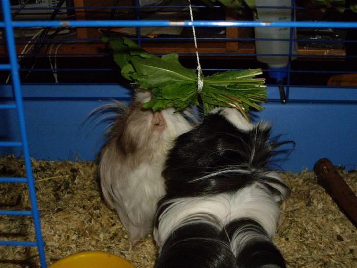 Marsvin Susuki  - Mælkebøtter! billede 7