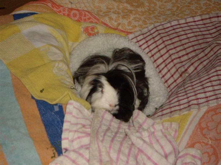 Marsvin Susuki  - man ligger rigtig godt oven på en stabel puder! billede 8