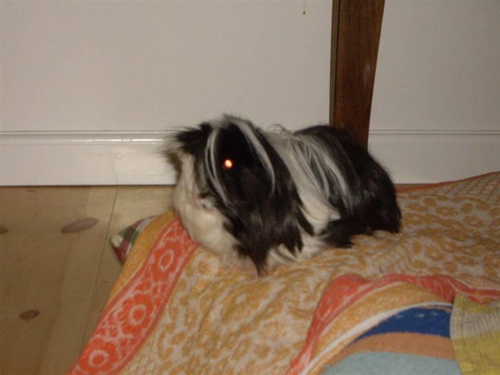 Marsvin Susuki  - hmm, tør man hoppe ned eller ej? billede 9