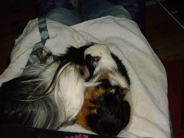 Marsvin Susuki  - "du er sød Laban, du vil slet ikke bestemme over mig, og så er du en god hovedpude!" billede 10