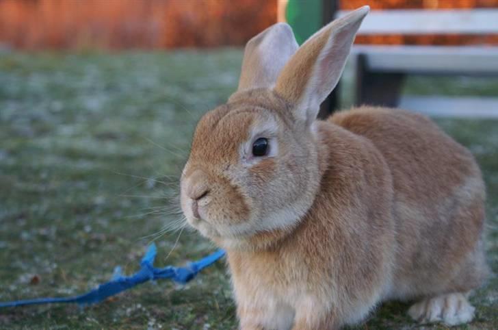 Kanin Shine my Sonny - foto; cecilie stald olympic :D billede 12