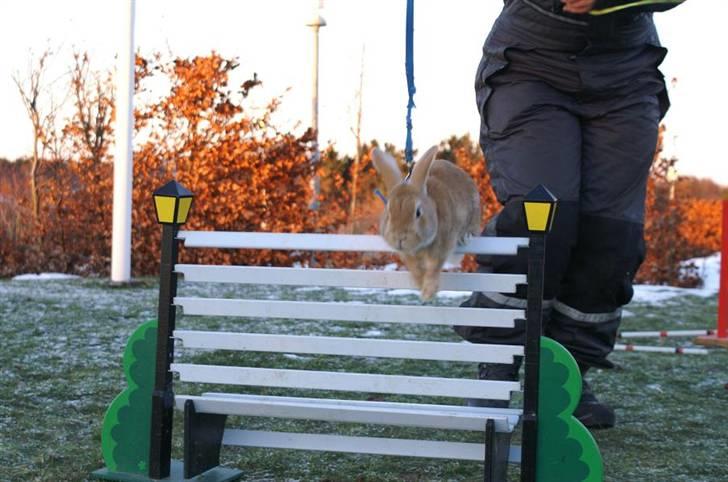 Kanin Shine my Sonny - super seje dreng! første gang han ser og springer bænken! <3 Ja, han rammer, men den bliver på. foto; cecilie stald olympic :D billede 16
