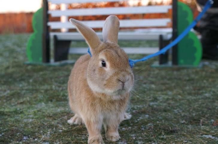 Kanin Shine my Sonny - foto; cecile stald olympic :D billede 14