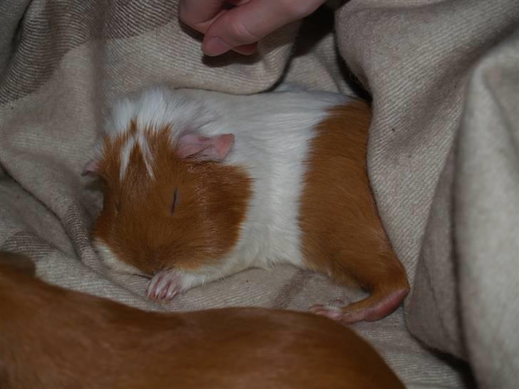 Marsvin Chili billede 5