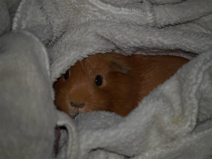 Marsvin Didi billede 4