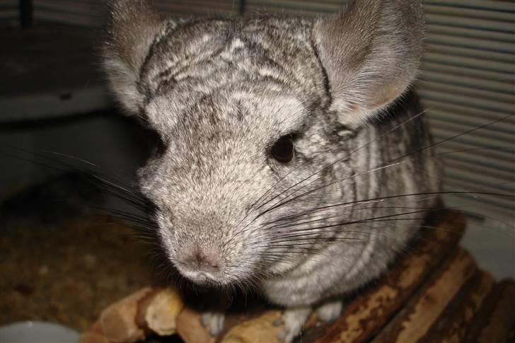 Chinchilla Bente billede 1