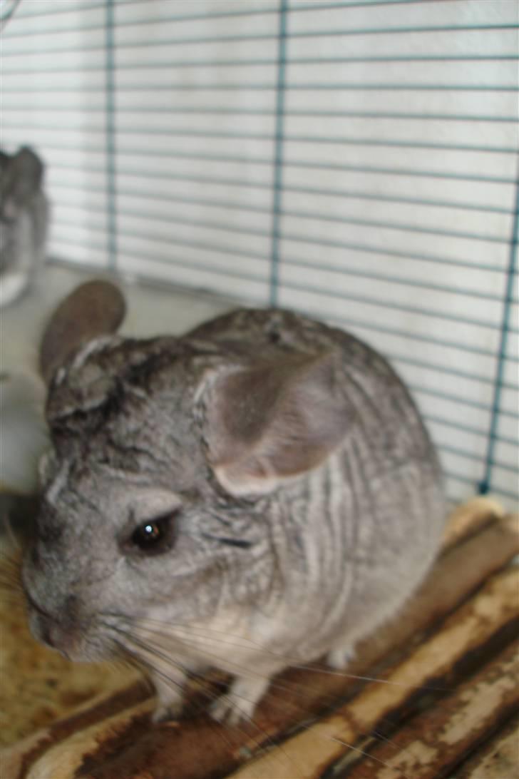 Chinchilla Bente billede 2