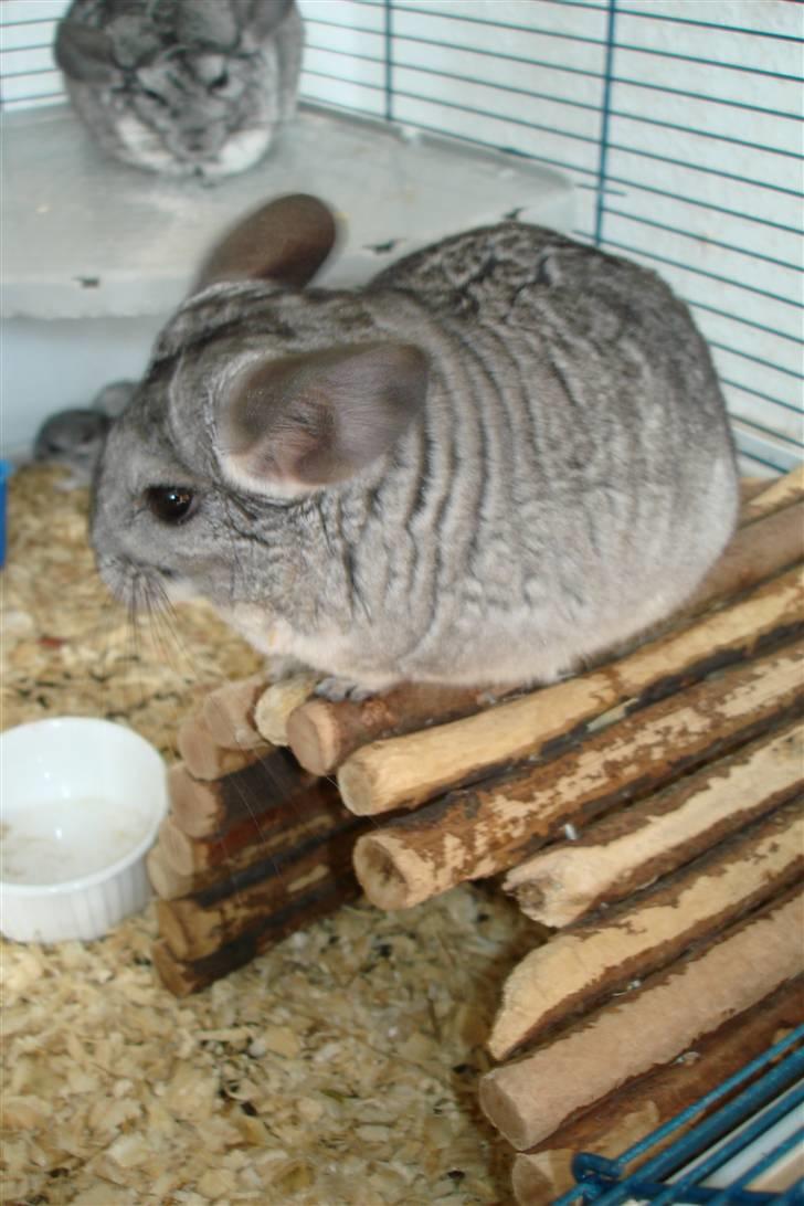 Chinchilla Bente billede 3