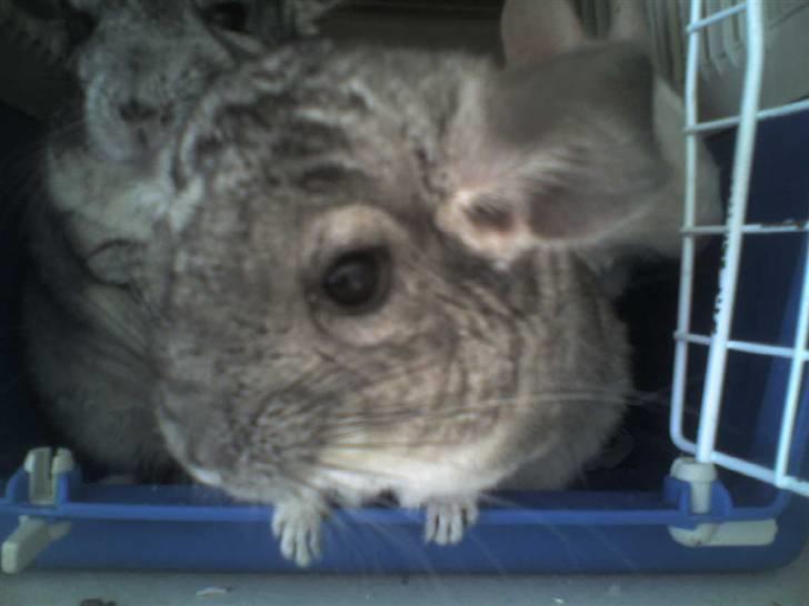Chinchilla Bente billede 4