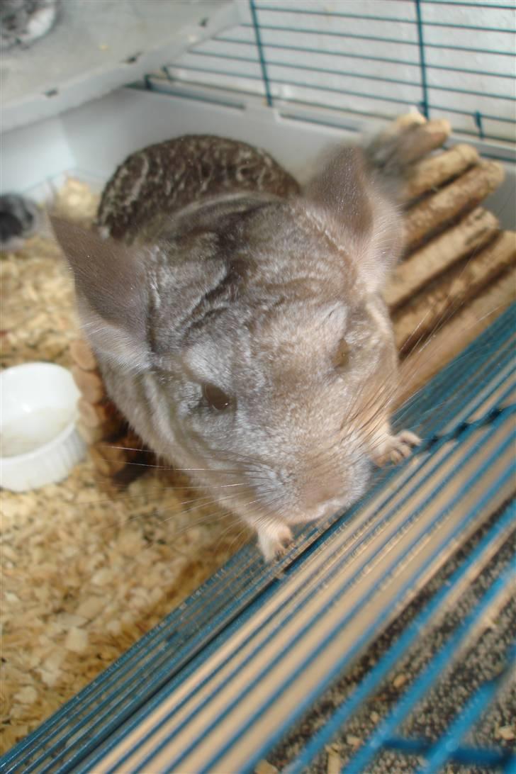 Chinchilla Bente billede 5