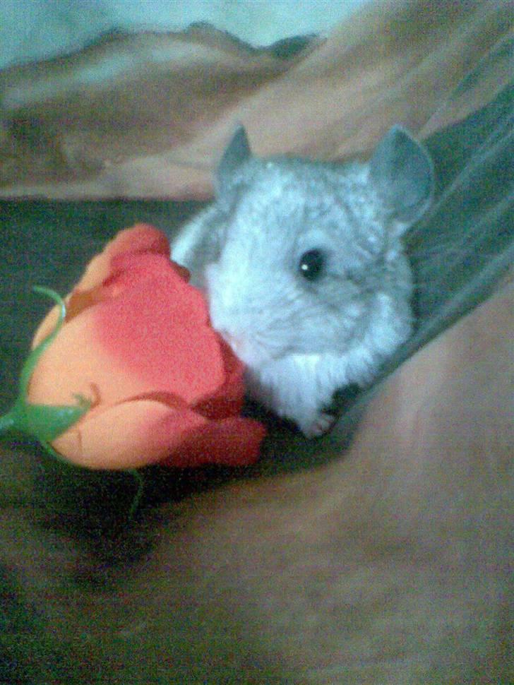 Chinchilla Nielsens Oliver billede 10