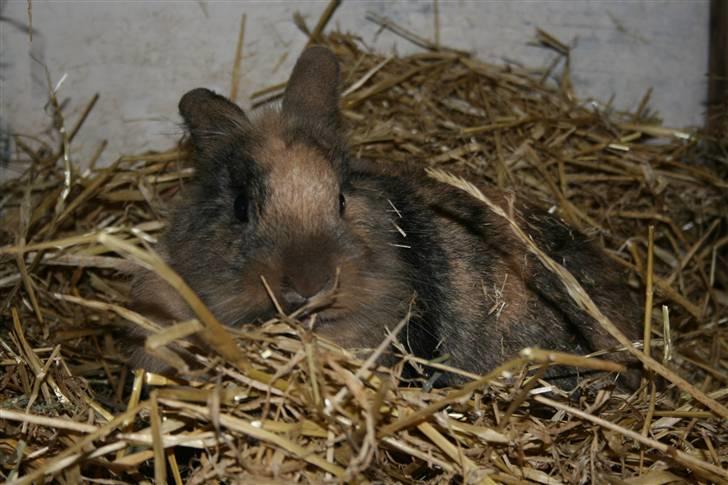 Kanin Nynne  *meget savnet* billede 17