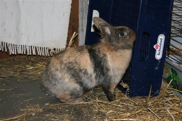 Kanin Nynne  *meget savnet* billede 18