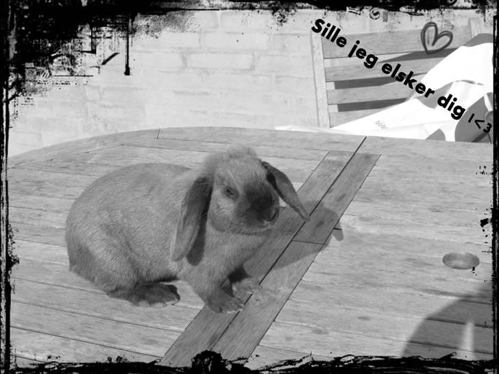 Kanin Sille - Redigeret billede af sille - sommer ´09 på terrasse bordet, hun var sørme tynd der... xD billede 9