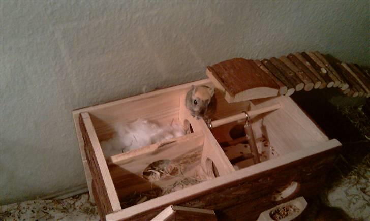 Ørkenrotte Ghostrider  billede 1