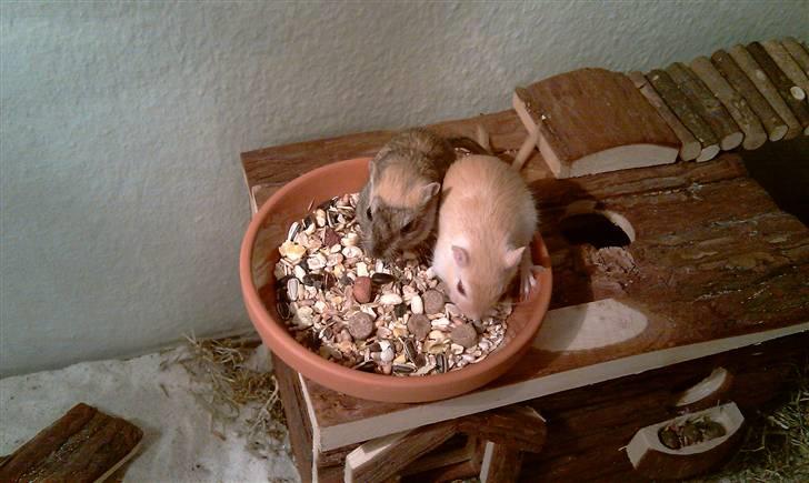 Ørkenrotte Ghostrider  - Den til venstre. billede 3