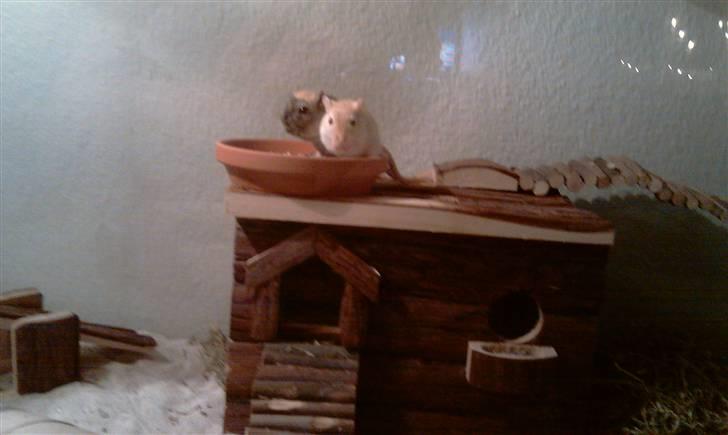 Ørkenrotte Ghostrider  - Til venstre. billede 4