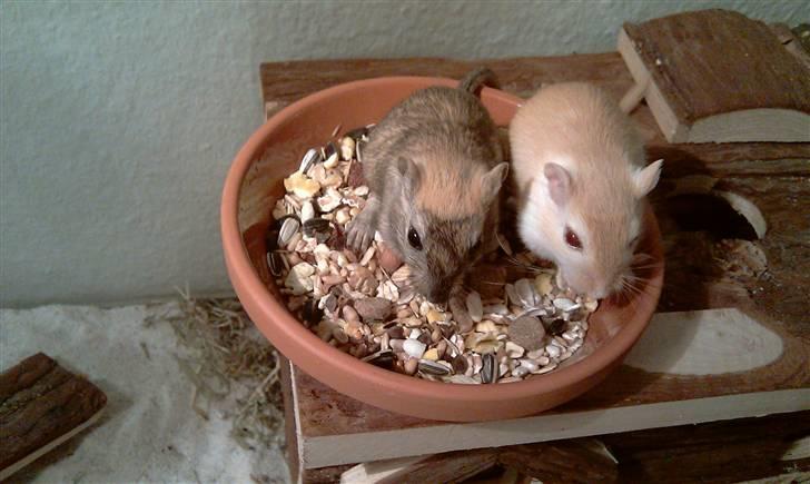 Ørkenrotte Ghostrider  - Til venstre. billede 5