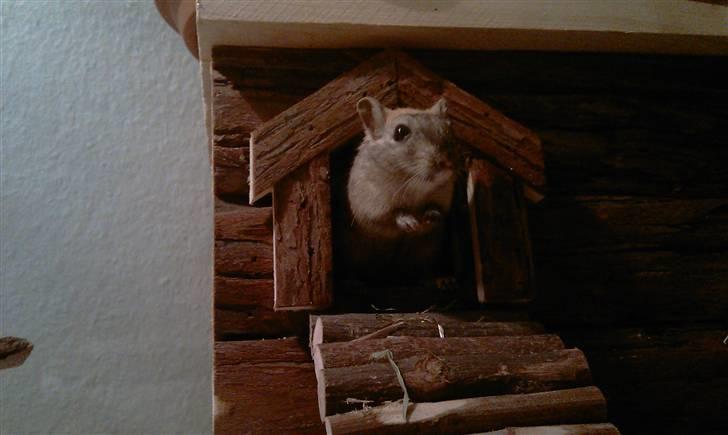 Ørkenrotte Ghostrider  billede 6