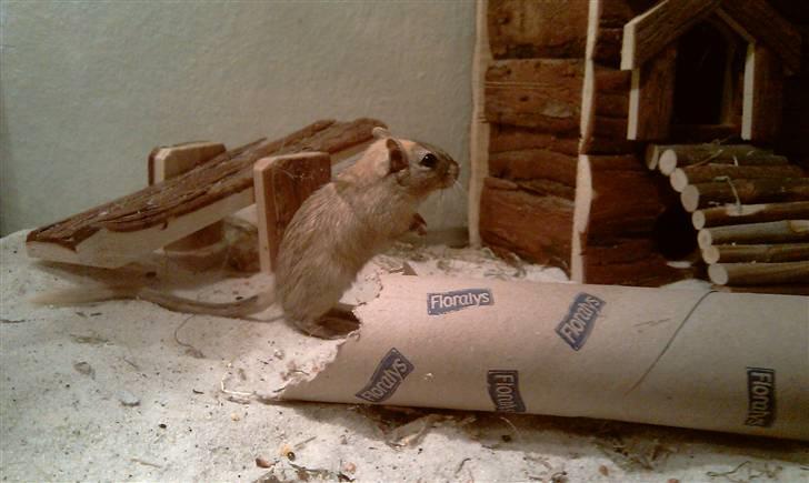 Ørkenrotte Ghostrider  billede 7