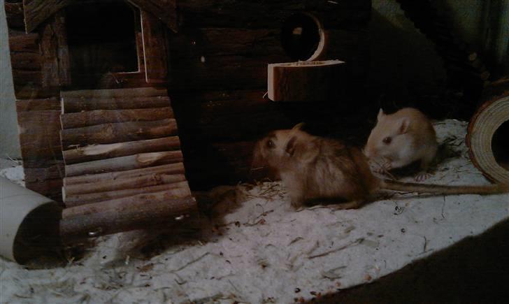 Ørkenrotte Ghostrider  billede 8