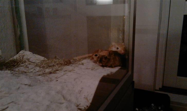 Ørkenrotte Ghostrider  - Her ligger de alle 3 og putter sammen. billede 9