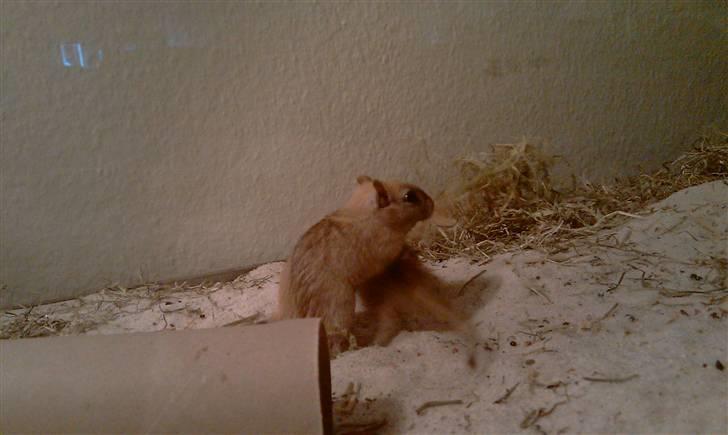 Ørkenrotte Ghostrider  billede 10