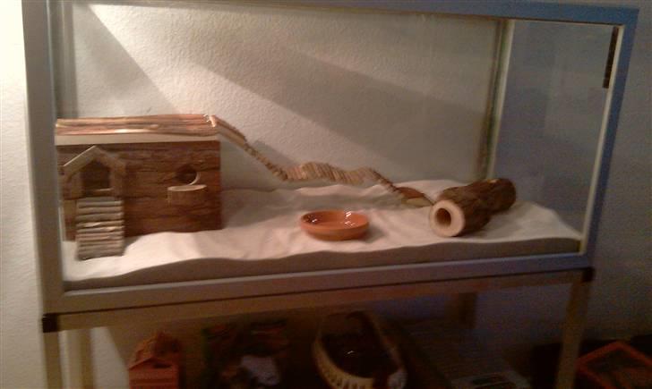 Ørkenrotte Ghostrider  - Sådan så deres bur ud inden de flyttede ind. billede 11