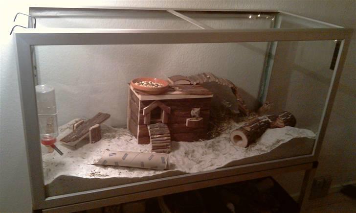 Ørkenrotte Ghostrider  - Efter en mindre makeover, med lidt nyt legetøj. billede 12