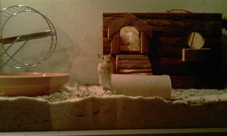 Ørkenrotte Kaptajn Amerika billede 1