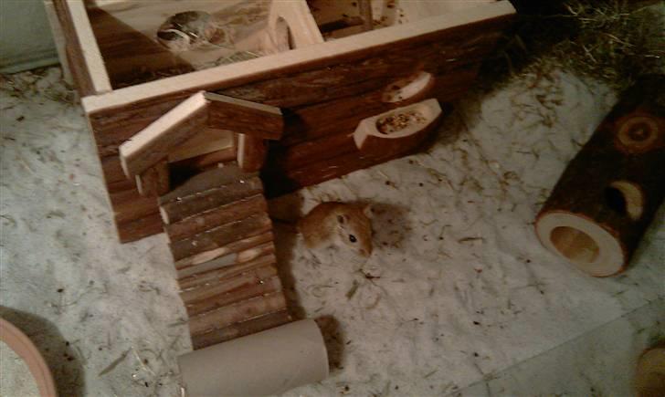 Ørkenrotte Kaptajn Amerika billede 2