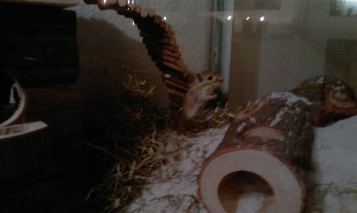 Ørkenrotte Kaptajn Amerika billede 3