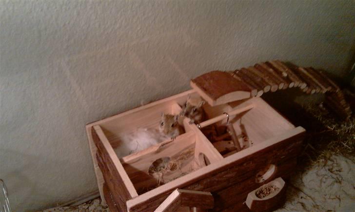 Ørkenrotte Kaptajn Amerika - ham der sidder nede i huset. billede 6