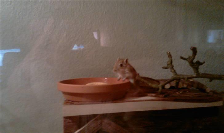 Ørkenrotte Kaptajn Amerika billede 7