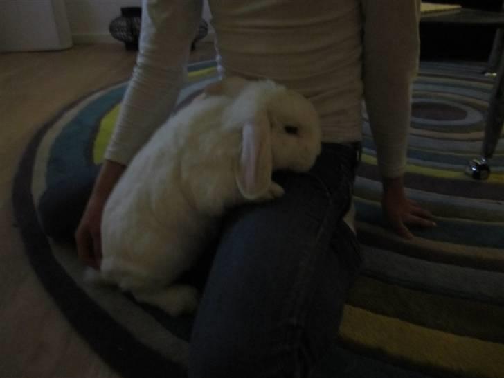 Kanin Stampe..R.I.P, SAVNER DIG <3  - jeg er sød  billede 3