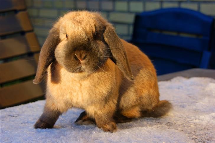 Kanin Hønsehusets Prazo Oneida - foto: mig billede 14