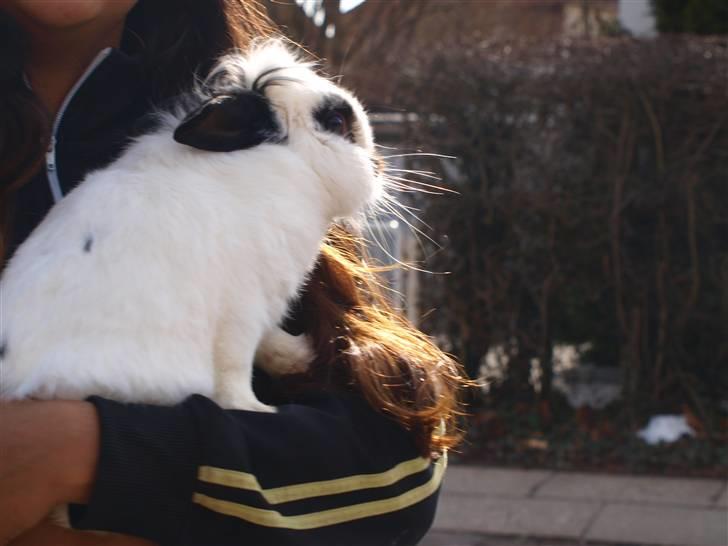 Kanin kashmir - fotograf: steph billede 1