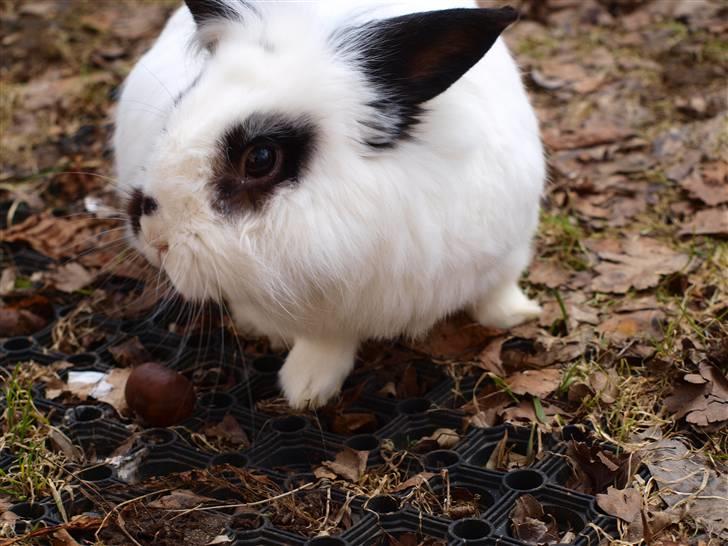 Kanin kashmir billede 2