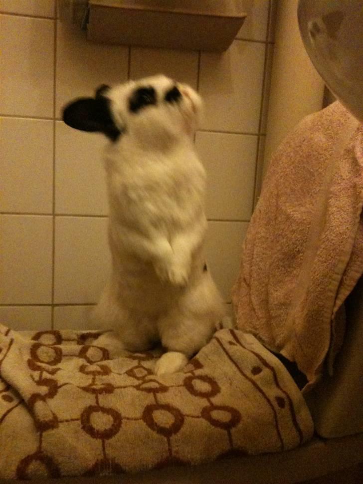 Kanin kashmir billede 4