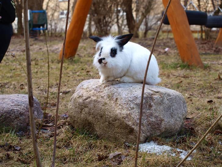 Kanin kashmir billede 5