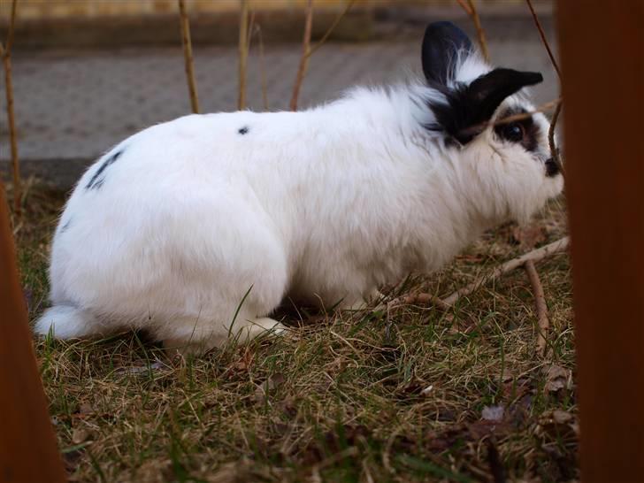 Kanin kashmir billede 6