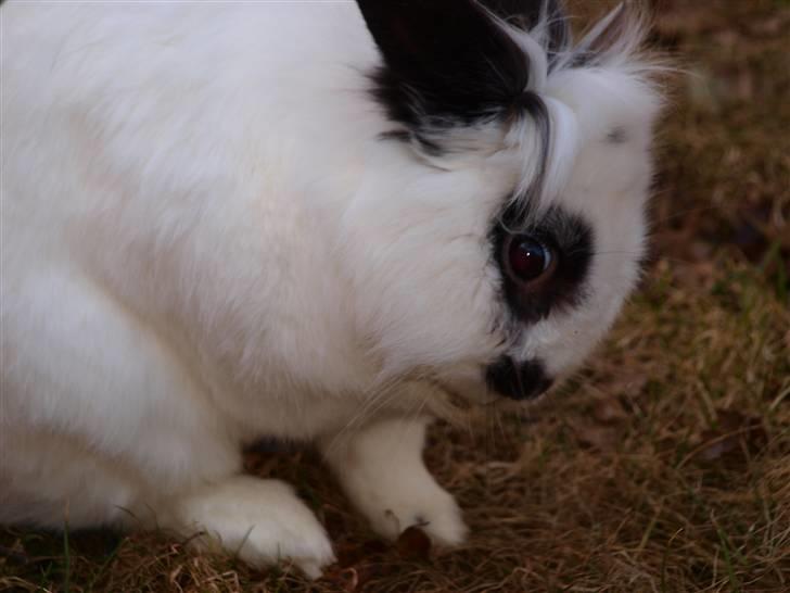 Kanin kashmir billede 7