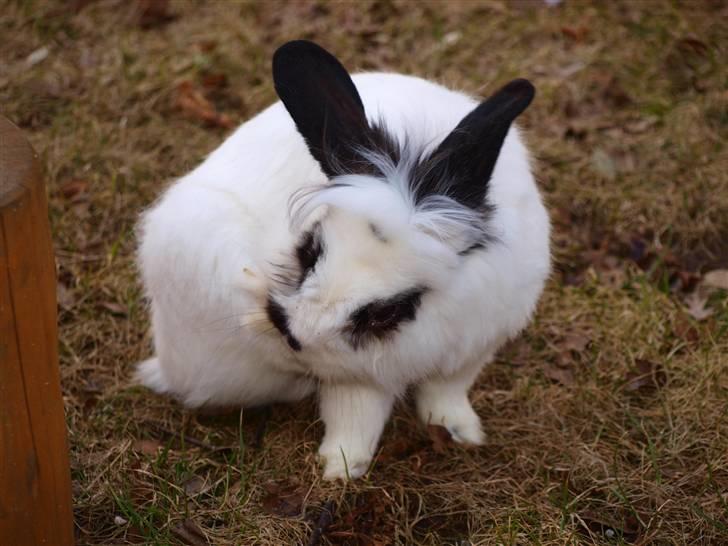 Kanin kashmir billede 8