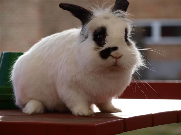 Kanin kashmir billede 9