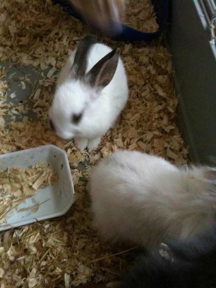 Kanin bimze billede 4