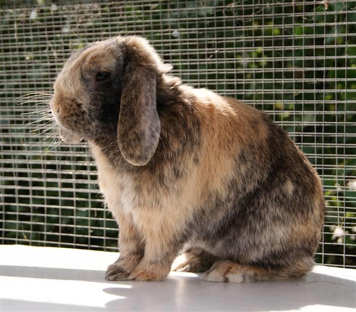 Kanin (DV) Kong Richard I  |Møffe| - Min Smukke dreng <3 Klar til endnu en sommer som far til en masse kuld! ;D billede 14