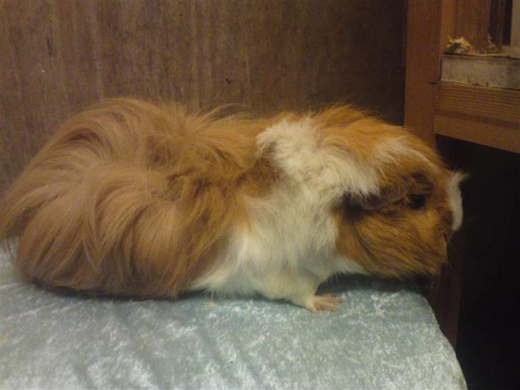 {{currentPhoto.altText}} billede {{currentPhoto.number}}